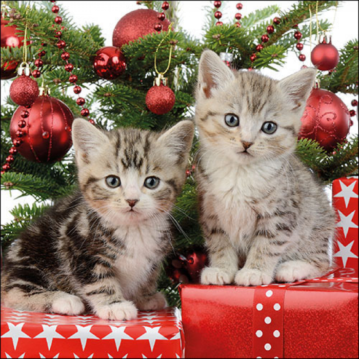 Xmas kitten top