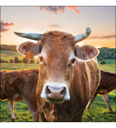 Napkin 33 Cow in sunset FSC Mix