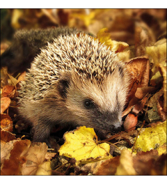 Napkin 33 Hedgehog in the wild FSC Mix