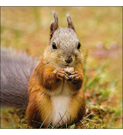 Napkin 33 Squirrel FSC Mix