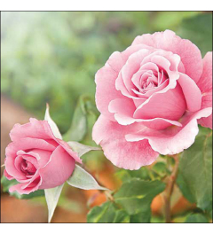 Napkin 33 Roses in the garden FSC Mix