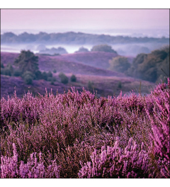 Napkin 33 Heather moorlands FSC Mix
