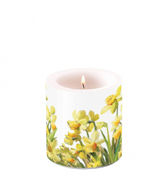 Candle small Golden daffodils