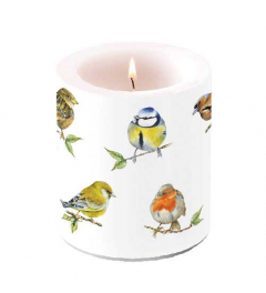 Candle medium Bird species white