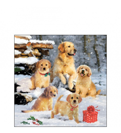 Napkin 25 Golden retriever puppies FSC Mix