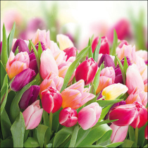 Napkin 33 Glorious tulips FSC Mix