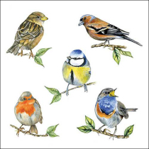 Napkin 33 Bird species white FSC Mix