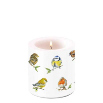 Candle small Bird species white