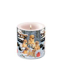 Candle small Golden retriever puppies