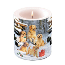 Candle medium Golden retriever puppies