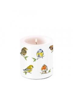 Candle small Bird species white