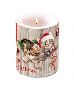 Candle big Curious kittens