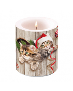 Candle medium Curious kittens