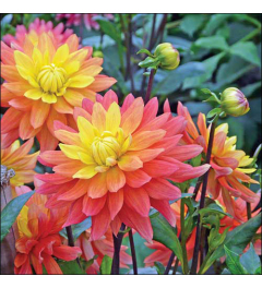 Napkin 33 Dahlia FSC Mix