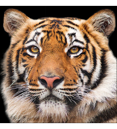 Napkin 33 Bengal tiger FSC Mix