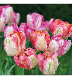 Napkin 33 Parrot tulips FSC Mix