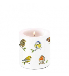 Candle small Bird species white