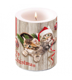 Candle big Curious kittens