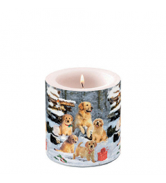 Candle small Golden retriever puppies