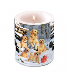 Candle medium Golden retriever puppies