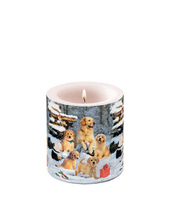 Candle small Golden retriever puppies