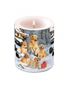 Candle medium Golden retriever puppies